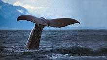 A Southern Right Whale Hermanus